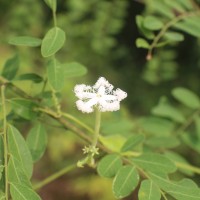 Trichosanthes cucumerina L.